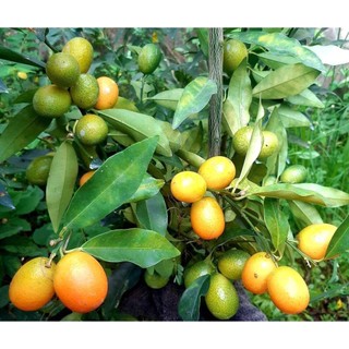 Cây Giống Tắc Thái trái dài (tắc ngọt vỏ rất thơm)