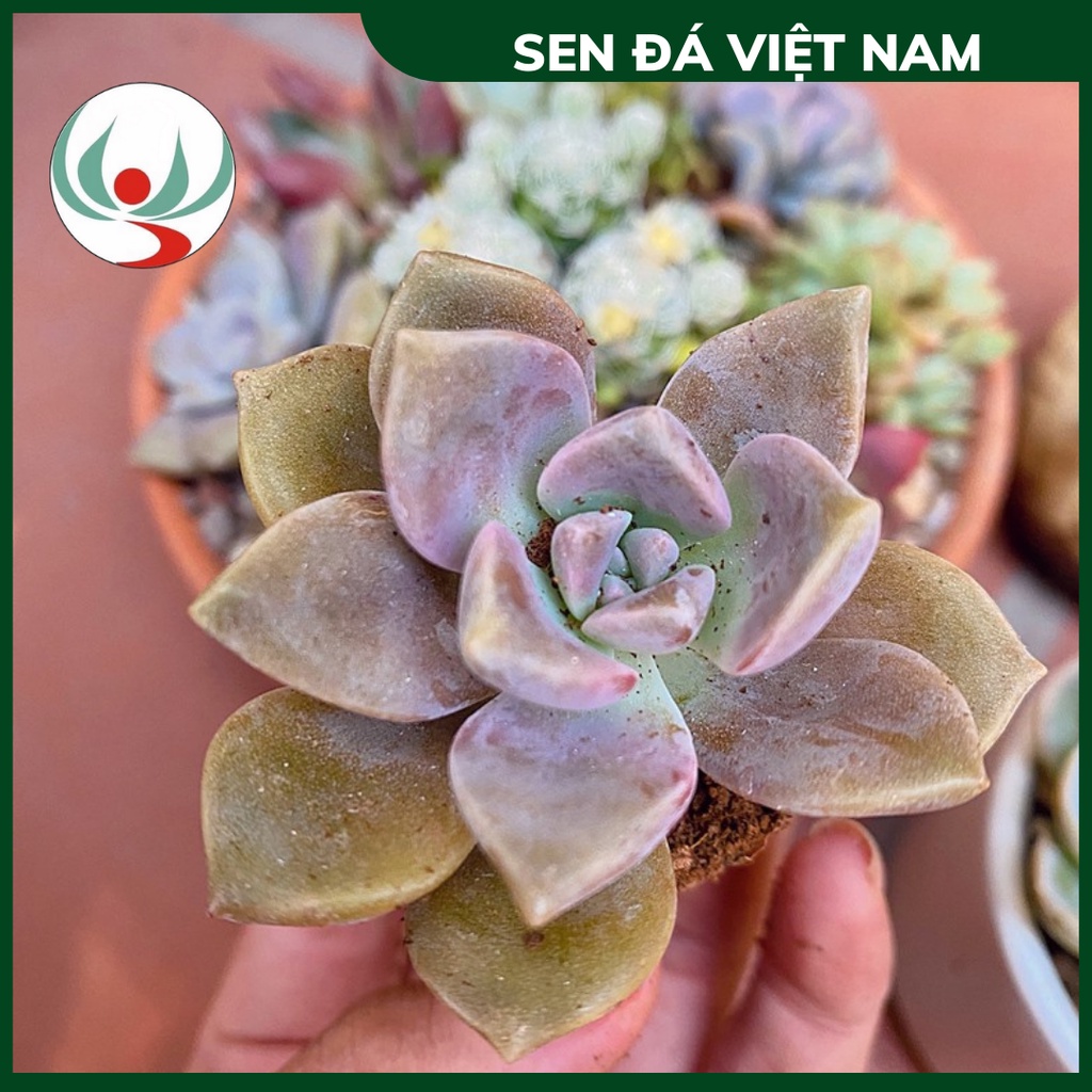 Sen Đá Hồng Mập size 3-4cm, XUẤT XỨ VIỆT NAM, ĐÃ THUẦN KHÍ HẬU, SIÊU KHOẺ ĐẸP, Lỗi 1 ĐỔI 1