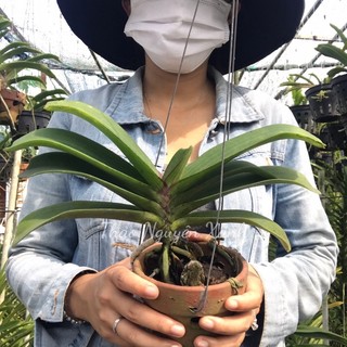 Đai Châu nụ hoa tết