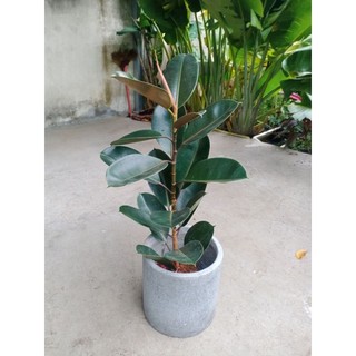 Cây đa búp đỏ 1 nhánh cao 60-70cm