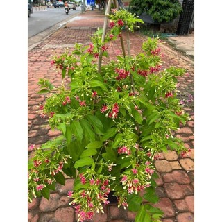 Cây 🌲 Sử Quân Tử ♌ giàn hoa thơm
