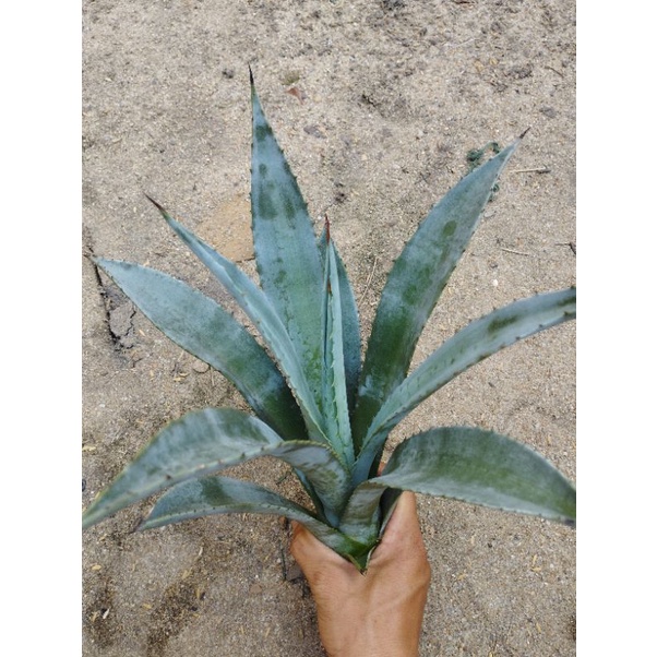 Dứa nam mỹ (cao 30cm đến 50cm)1 cây