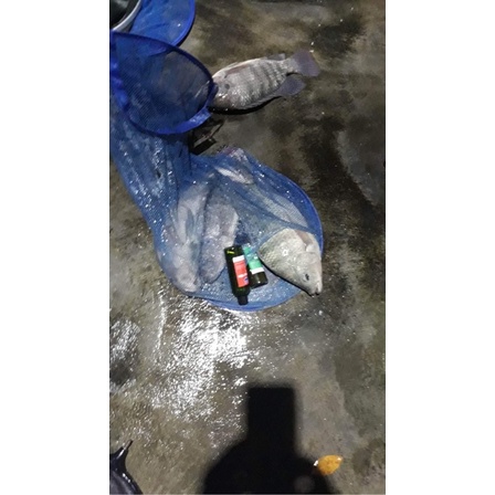 Bộ tinh mùi trùng chỉ và phi tôm