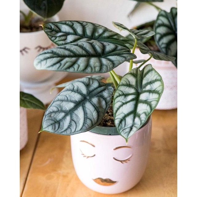 Chậu Cây rồng bạc ( Alocasia silver dragon) cây size lớn