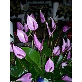 Chậu cứng Purple Arc Tulip Anthuriums- Hồng môn tím mộng mơ, loại đẹp dễ chăm