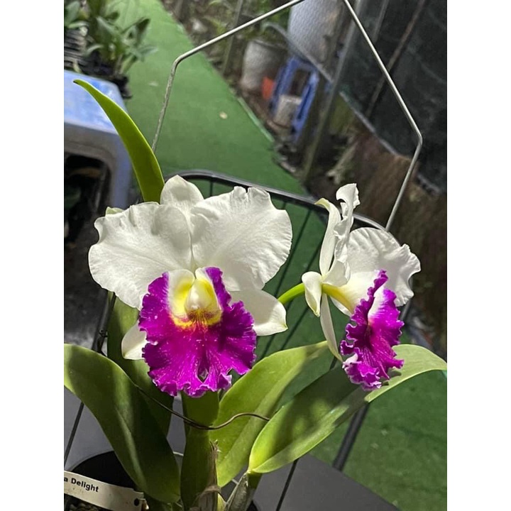 Hoa lan cattlaya cây thuần vườn