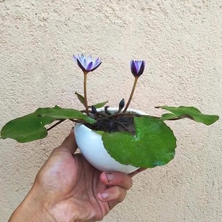Hạt giống hoa súng mini