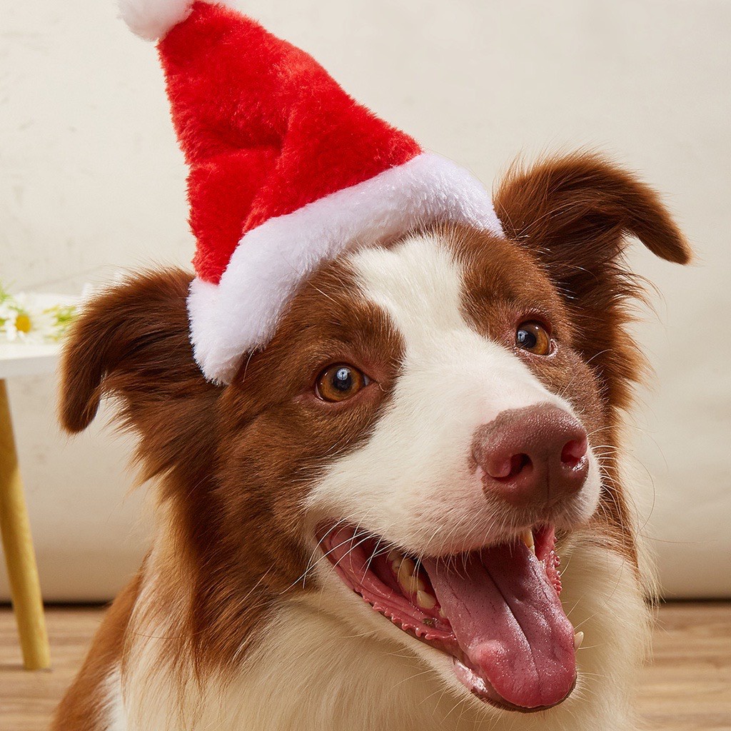 Mũ ông già Noel cho chó mèo