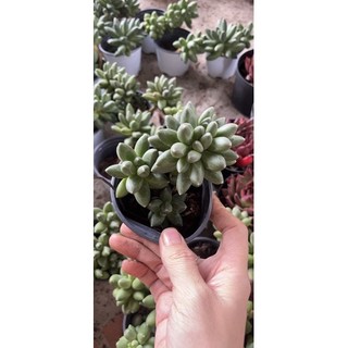 SEN ĐÁ KIM CUONG THỤ 1 GỐC 2-3 ĐẦU