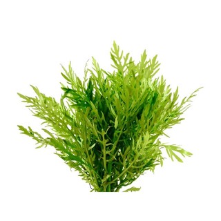 Wisteria – Hygrophila diformis - Cây Thủy Cúc - Cây Thủy Sinh Cắt Cắm