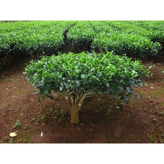 Cây CHÈ xanh giống