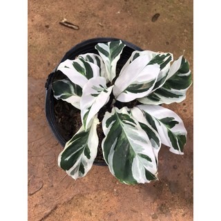 Chậu cứng Đuôi công White Fusion