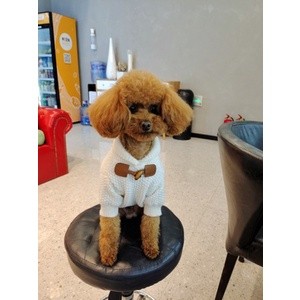 [Có sẵn] Áo len nút gỗ dành cho thú cưng