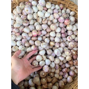 Tỏi cô đơn loại ngon 1 kg