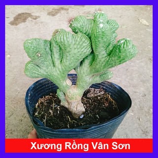 Xương Rồng Vân Sơn - cây cảnh để bàn
