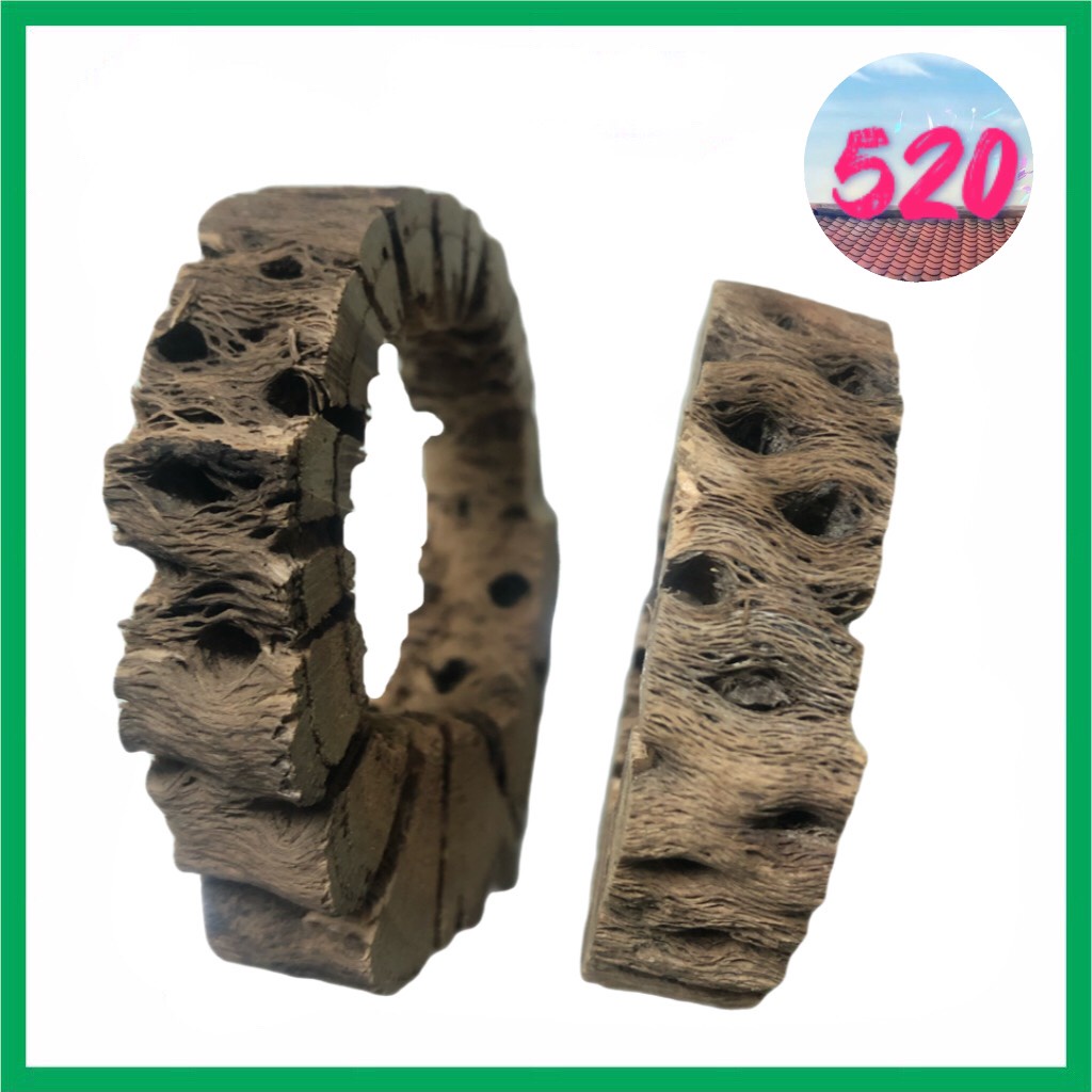 Lũa Cholla Teddy Bear loại cắt lát/ cắt khoanh/ cắt khúc