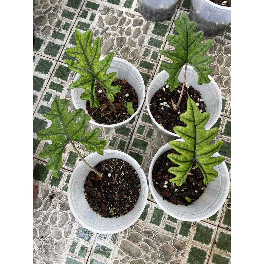 (Hình cây thật) Alocasia jacklyn trồng từ củ Indo, size lá 25-30cm