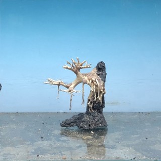 Bonsai thủy sinh dáng thác đổ