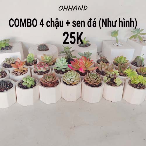 Chậu Sen Đá Bát Giác Chất Liệu Xi Măng Mịn Trắng, Combo 4 Chậu Cây Như Hình Kích Thước 6x6x7.5 cm Tùy Chậu