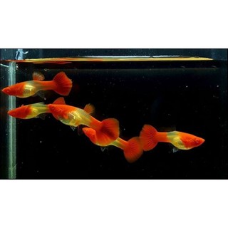 Ca' 7 Mà-u Koi Red Aer (39k/cặp)