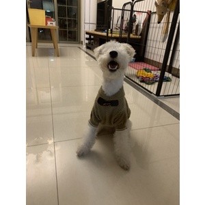 [Có sẵn] Áo len nút gỗ dành cho thú cưng