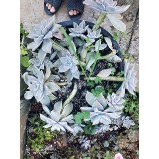 Chậu sen đá ma size 30cm