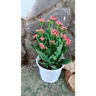 Cây Hoa Sống Đời Thái