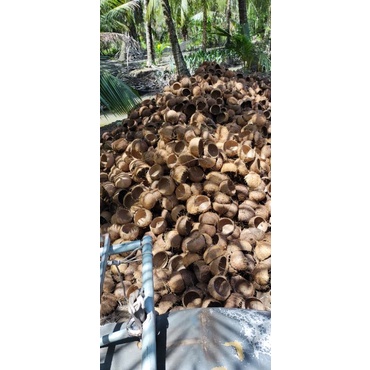 Gáo dừa thô làm châu hoặc nuôi thú cưng