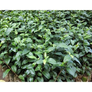 Cây CHÈ xanh ( cây trà xanh ) giống