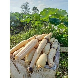 Bột Củ Sen Túi 500g