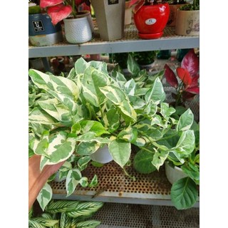 Chậu cây trầu bà sữa - Epipremnum Aureum