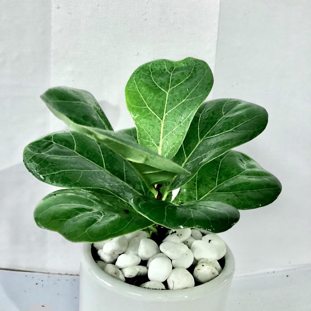 Cây bàng mini kèm chậu sứ trắng, Cao 25cm, giúp thanh lọc không khí