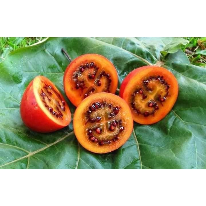 CÂY GIỐNG CÀ CHUA THÂN GỖ