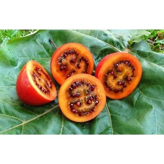 Cây giống cà chua thân gỗ