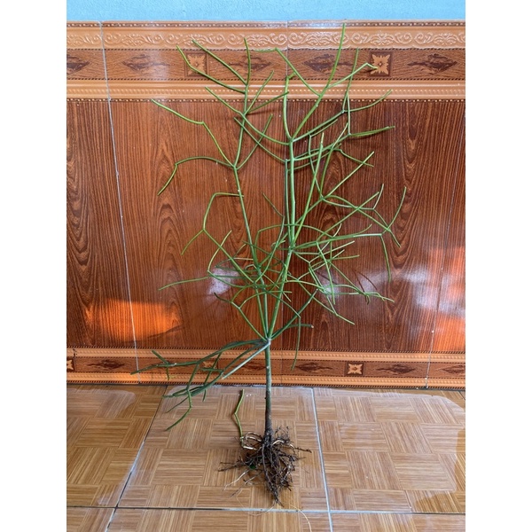 Cây giao - Cây xương cá