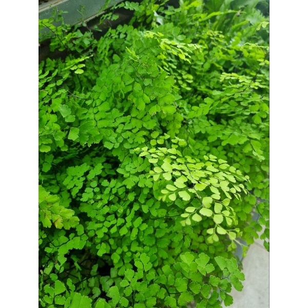 Cây tóc thần vệ nữ -Adiantum capillus-veneris