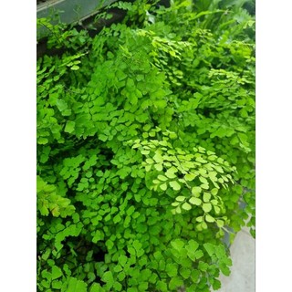 Cây tóc thần vệ nữ -Adiantum capillus-veneris