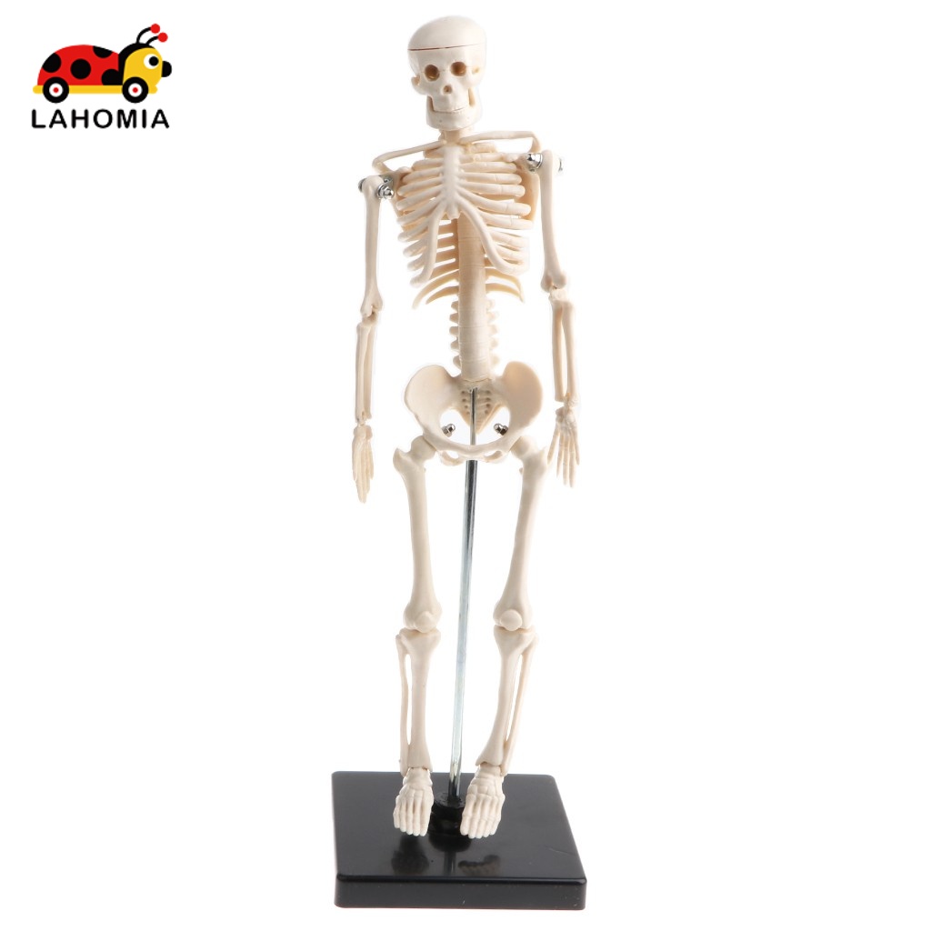 LAHOMIA Mô hình bộ xương cơ thể người 42cm có đế giữ hỗ trợ học tập cho bé