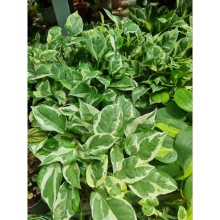 Chậu cây trầu bà sữa - Epipremnum Aureum