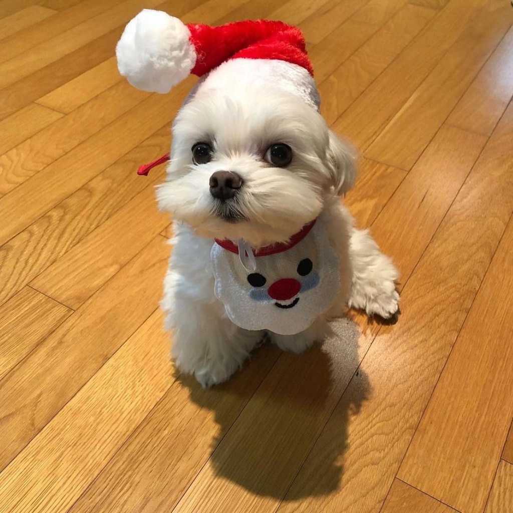 Yếm đeo cổ HIPIDOG thiết kế nhân vật Giáng Sinh tùy chọn đáng yêu dành cho thú cưng