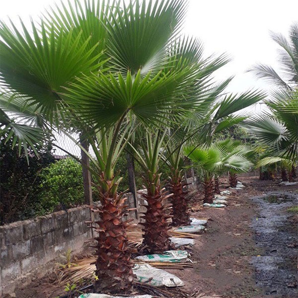 Hạt giống cây cọ mỹ ( Pritchardia filifera ) - 3 hạt (TẶNG gói kích thích hỗ trợ hạt nảy mầm)