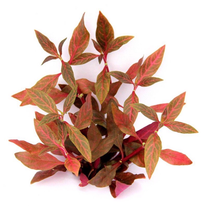 Alternanthera Reineckii Rosanervig - Cây Huyết Tâm Lan Gân Trắng - Cây Thuỷ Sinh