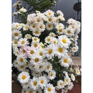 cúc đổi màu đang nụ size to đep