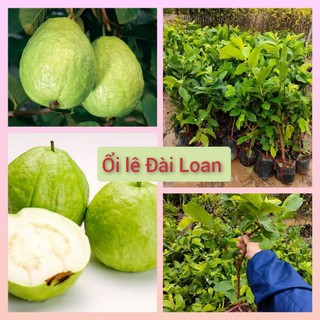 Cây giống ổi găng Đông Dư, ổi lê, ổi nữ hoàng không hạt