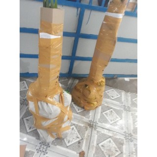 Cây Xoài thái