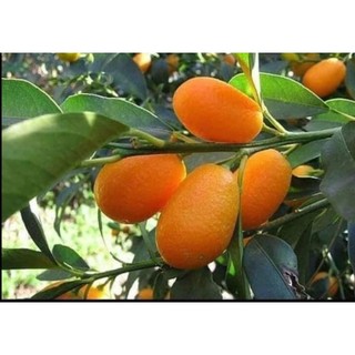 Cây Giống Tắc Thái trái dài (tắc ngọt vỏ rất thơm)