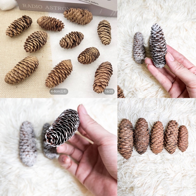 Quả thông khô dài giáng sinh, trang trí chụp ảnh