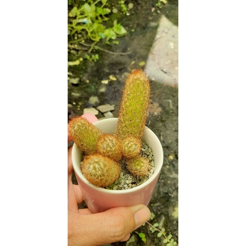 xương rồng mắc áo
