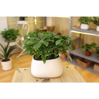 Cây 🌲 Ngủ gia bì mệnh Dần