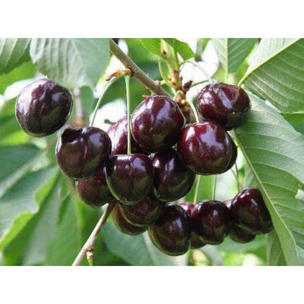 Hạt giống cherry ( quả anh đào) giòn ngọt .- tặng phân bón kích mầm ) .